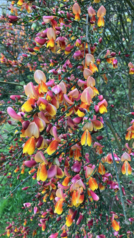 Stunning Scotch broom growing wild on Lady Warburton's Walk