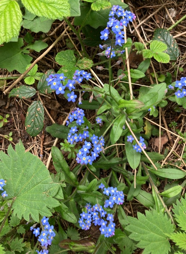Forget-me-nots were in abundance