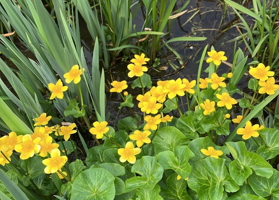 Marsh Marigolds by the canal