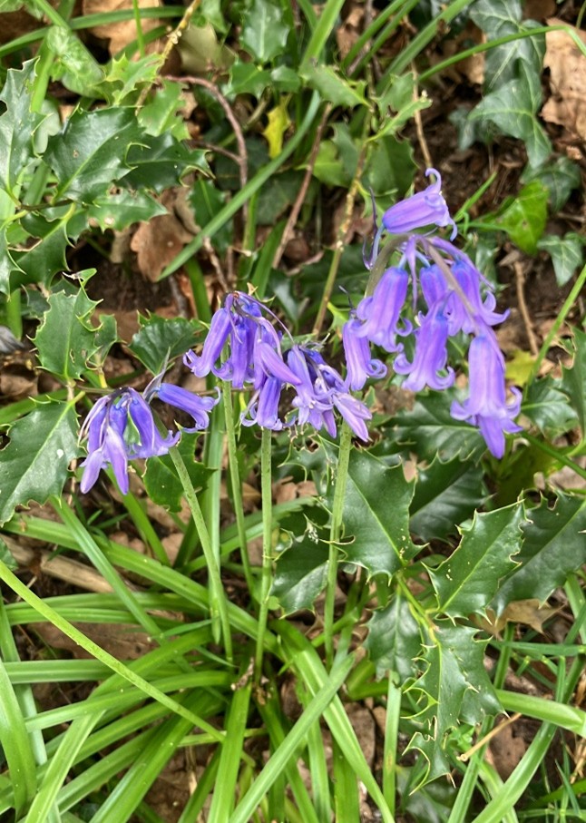 Bluebells carpet the woodlands, early this year